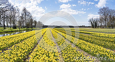 A panorama photo of endless rows of different types of yellow and white daffodils near Lisse, the Netherlands Stock Photo
