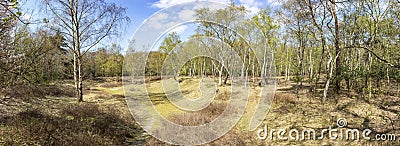 Panorama photo of an open place with many birch trees in the Hyacinth forest in spring colors in the park Ockenburg, the Hague, Ne Stock Photo