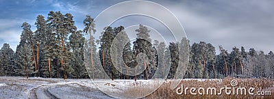 Panorama of pine forest Stock Photo