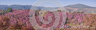 Panorama pink cherry blossom at Phu Lom Lo Stock Photo