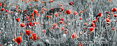 Panorama of red poppies and blue cornflowers Stock Photo