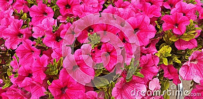 Panorama of scarlet Petunia flowers Stock Photo