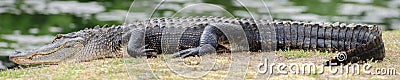 Panorama Shot of Large Basking Alligator Stock Photo