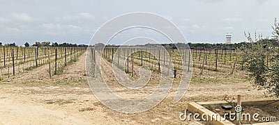 Panorama shot of a wide vineyard view in Attard, Malta Stock Photo