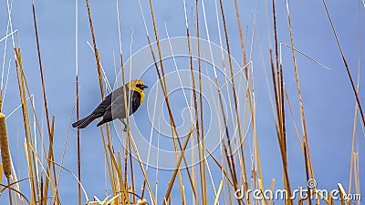 Panorama Small bird perching on a slim brown grass that grows around a lake Stock Photo