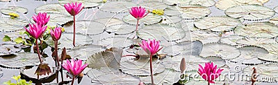 Panorama small pond dense of floating water lily round green leaves surrounding pink blossom lilies flower ultra violet, water Stock Photo