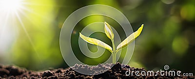 panorama small tree growing with sunrise. green world and earth day concept Stock Photo