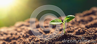 panorama small tree growing with sunrise. green world and earth day concept Stock Photo