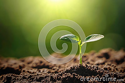 panorama small tree growing with sunrise. green world and earth day concept Stock Photo