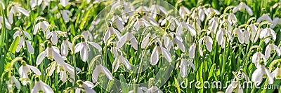 Panorama of snowdrop flowers in the grass at the beginning of spring Stock Photo