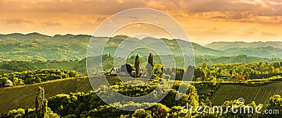 Panorama of South Styria Vineyards landscape near Austria - Slovenia border. View at Vineyard fields in sunset in spring Stock Photo