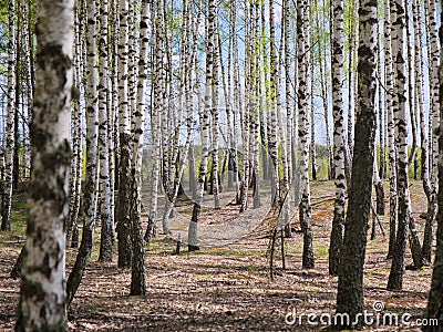 panorama spring in a birch grove young greenery Stock Photo