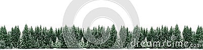 Winter panorama of spruce tree forest covered by fresh snow during Winter Christmas time banner wide panorama background Stock Photo