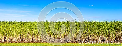 Panorama of sugar cane plantation Stock Photo