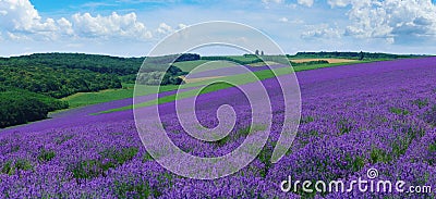 Panorama of summer hills landscape with blooming lavender fields Stock Photo