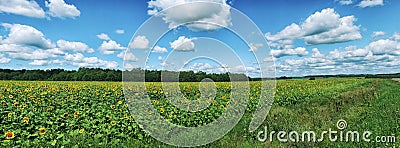 Panorama of sunflowers field under white clouds Stock Photo