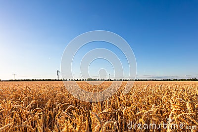 Sunset on a wheat field in summer near the city of Leipzig, Germany Stock Photo