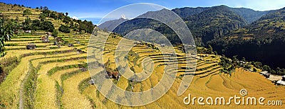 Panorama of Terrace Rice Paddy Field Stock Photo