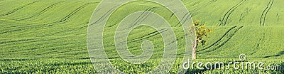 Panorama with tractor trails and tree Stock Photo