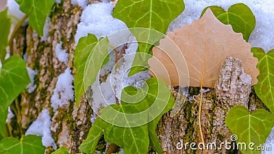 Panorama Tree with vibrant heart haped vines and patches of algae growing on its trunk Stock Photo