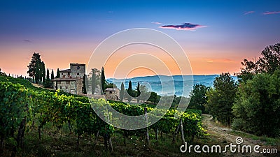 Panorama of Tuscan vineyard covered in fog at the dawn near Castellina in Chianti, Italy Stock Photo