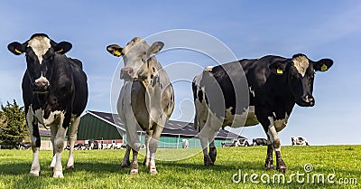 Panorama of two holstein cows in a green meadow Editorial Stock Photo