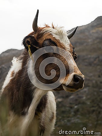 Panorama view of andean cow mountain landscape near Laguna 69 Cordillera Blanca Cebollapampa Huaraz Ancash Peru Stock Photo