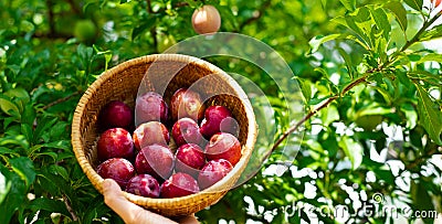 Panorama view Asian lady hand lifting a round bamboo basket full of ripen Japanese plums and green foliage leaves background at Stock Photo