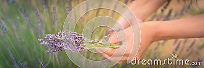 Panoramic view Asian hand harvesting full blossom flower at lavender field Stock Photo