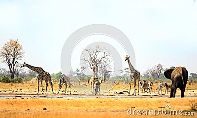Landscape view of Giraffes, Elephant and Zebra at a waterhole in Hwange National park Stock Photo