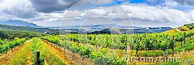 Olive groves and vineyards surrounded by mountains along the Helshoogte Road between the towns of Stellenbosch and Franschhoek Stock Photo