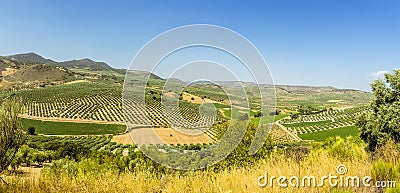 A panorama view of olive trees dotting the hillside in Andalusia near to the town of Montefrio, Spain Stock Photo