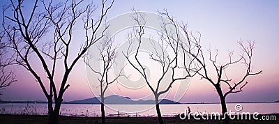 Panorama view, a peaceful lakeside at sunset, unidentified male walking in the lined of leafless tree trunks. Abstract shape of Stock Photo