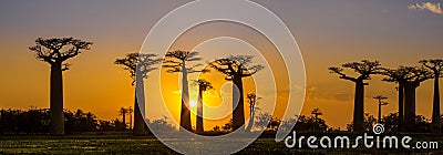 Panorama view at sunset above Baobab avenue Stock Photo