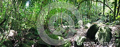 Panorama view of tropical evergreen forest Stock Photo