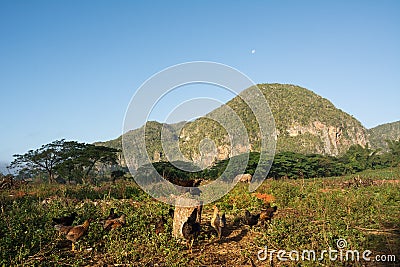 Panorama of the Vinales Valley with the Mogotes Stock Photo
