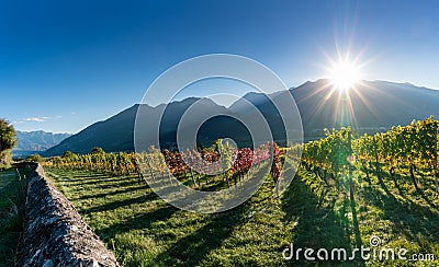 Panorama vineyard and mountain landscape in the Swiss Alps in autumn with sun setting Stock Photo