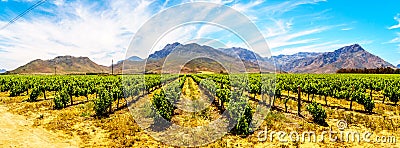 Panorama of Vineyards and surrounding mountains in spring in the Boland Wine Region of the Western Cape Stock Photo