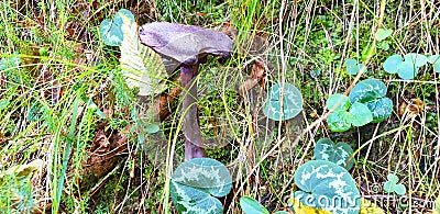 Panorama of the violet edible mushroom cortinarius violaceus Stock Photo