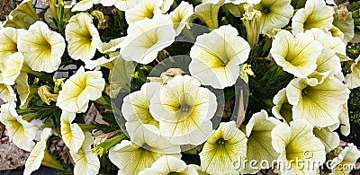 Panorama of white and yellow Petunia flowers Stock Photo