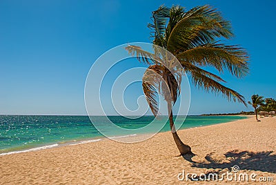 Panorama of wide, sandy beach on a tropical island with a coconut palm tree. The beautiful beach of Playa Ancon near Trinidad, Cub Stock Photo