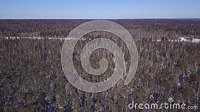 Panorama of wild forest in winter. Clip. Top view of endless pine forest in winter. Endless dense forest reaching to Stock Photo