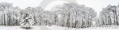 Panorama of Winter forest with snow and tree Stock Photo