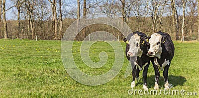 Panorama of young Blaarkop cows in a meadow in Gaasterland Editorial Stock Photo