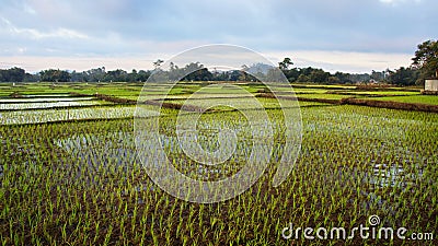 Panoramic agriculture view of green rice fields. Stock Photo