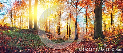 Panoramic autumn forest landscape Stock Photo