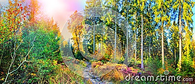 Panoramic autumn landscape with forest path Stock Photo