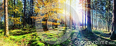 Panoramic autumn landscape in sunny forest. Fall nature background Stock Photo