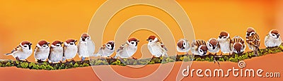 Panoramic banner of a lot of funny little birds sparrows on a br Stock Photo