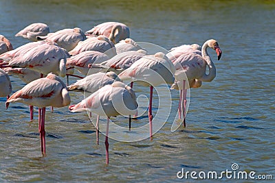 Panoramic close-up of a group of Greater Flamingos Phoenicopterus roseus in the Camargue, Bouches du Rhone, France Stock Photo